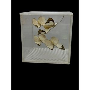 (5) ENANTIA Butterflies Butterfly Wings Taxidermy Mount Acrylic 4" Cube Vintage